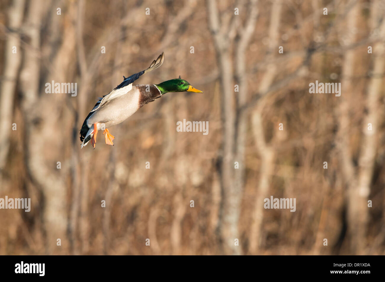 Mallard (Anas platyrhynchos) Drake in Flight, North Texas Stock Photo
