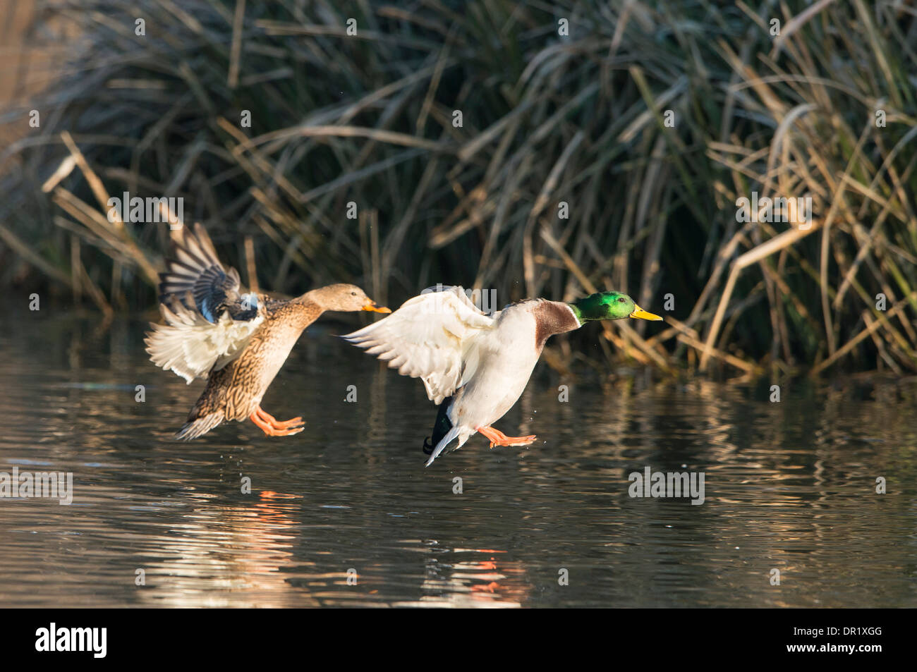 Mallards (Anas platyrhynchos) landing on water, North Texas Stock Photo