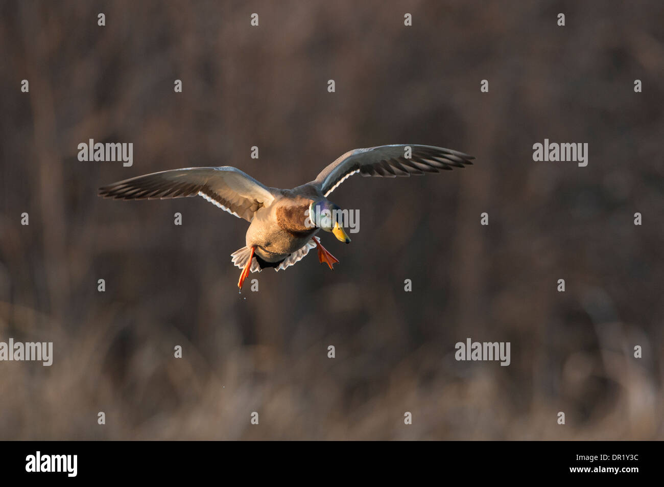 Mallard (Anas platyrhynchos) Drake in flight, North Texas Stock Photo