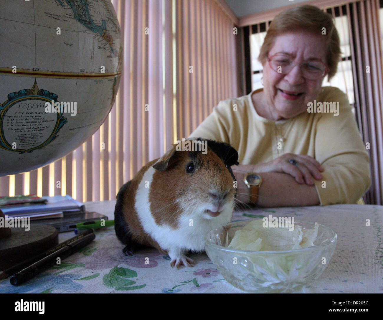 PT 301886 FITT guinea 2.BRENDAN FITTERER | Times.(02/17/2009 New Port Richey)  .Bess Ciarcia watches her guinea pig, Scotty, eat a bowl of lettuce in the sunroom of their New Port Richey home. The Ciarcias are snowbirds, and fear that an airline policy that prohibits them from taking Scotty on an airplane, will force the to give him away. He's become a member of their family, who s Stock Photo