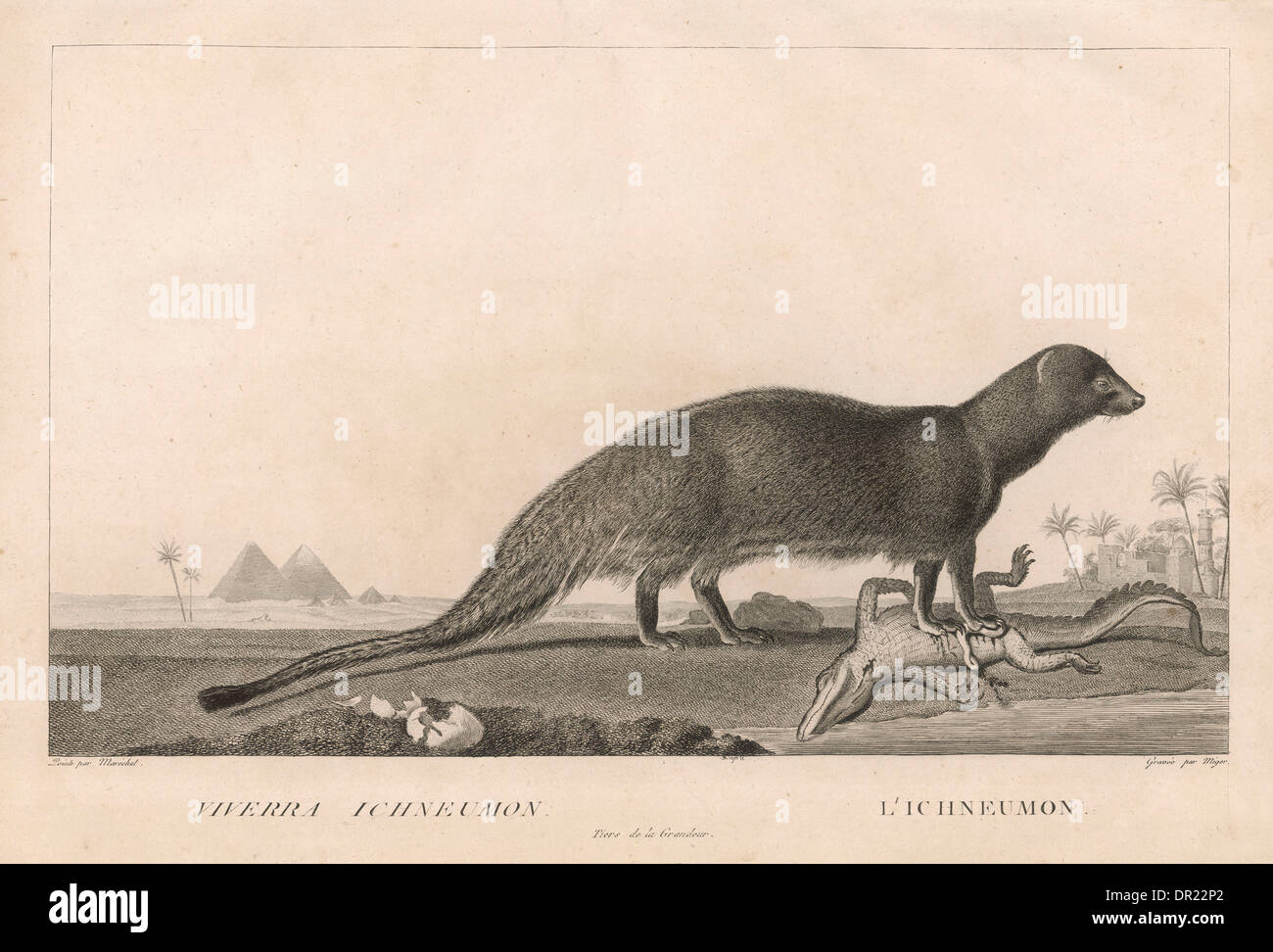 Herpestes Ichneumon Stock Photos & Herpestes Ichneumon Stock Images Alamy