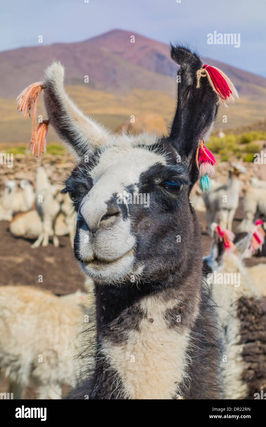 Llama decorated hi-res stock photography and images - Alamy