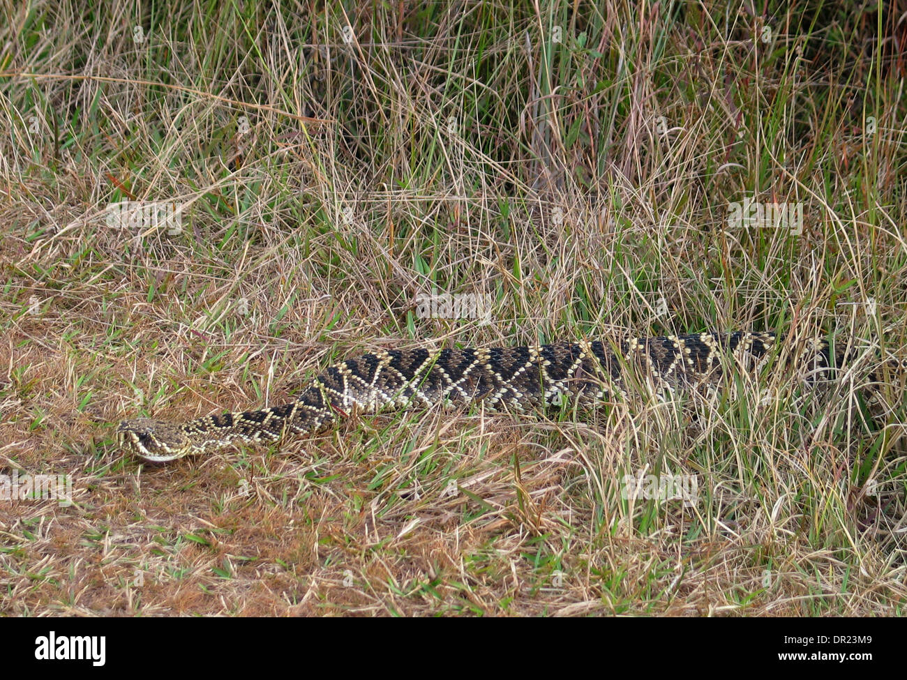 A large (approximately 6 feet) rattlesnake lies along a hiking trail late in the afternoon on Friday, December 12, 2008 at Myakka River State Park.  The Eastern Diamond-backed Rattlesnake is Florida's largest venomous snake.   JOE WALLES  I  Times  (Credit Image: © St. Petersburg Times/ZUMA Press) Stock Photo