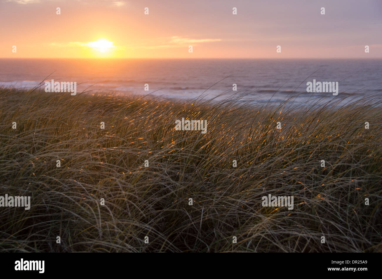 Sunset at the North Sea with Ammophila in the foreground Stock Photo