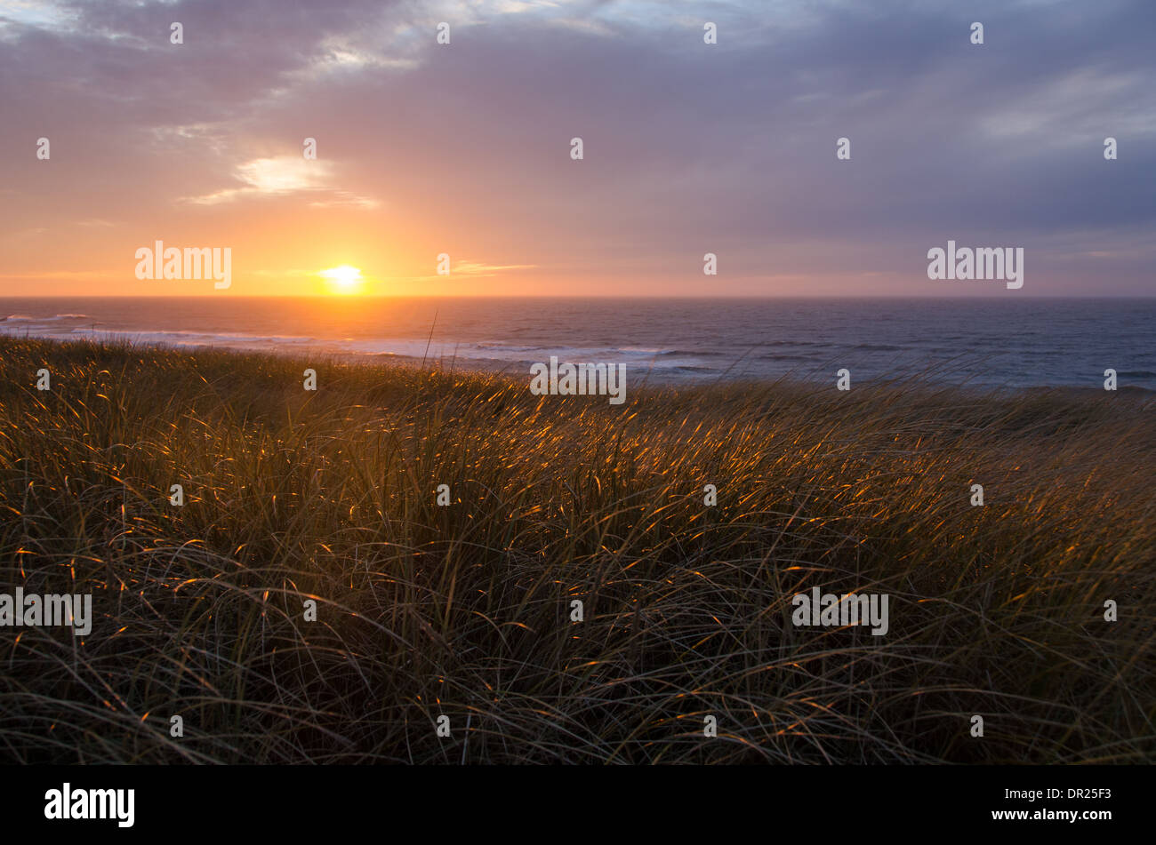 Sunset at the North Sea with Ammophila in the foreground Stock Photo