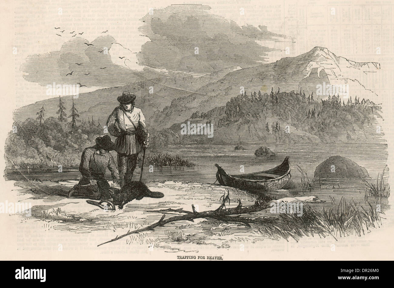 Beaver hunt america hires stock photography and images Alamy