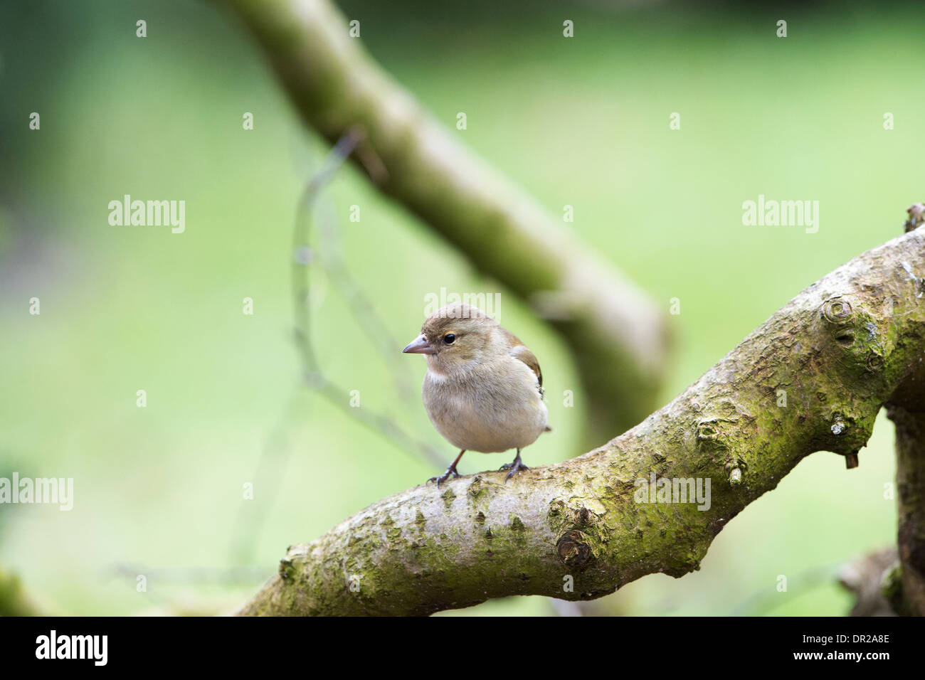 Female sparrow in nature forest Stock Photo