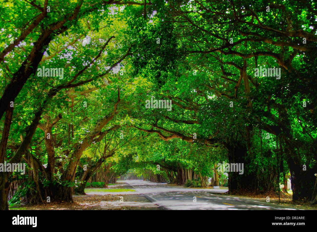 Banyan Trees along Old Cutler Road, Miami Stock Photo - Alamy