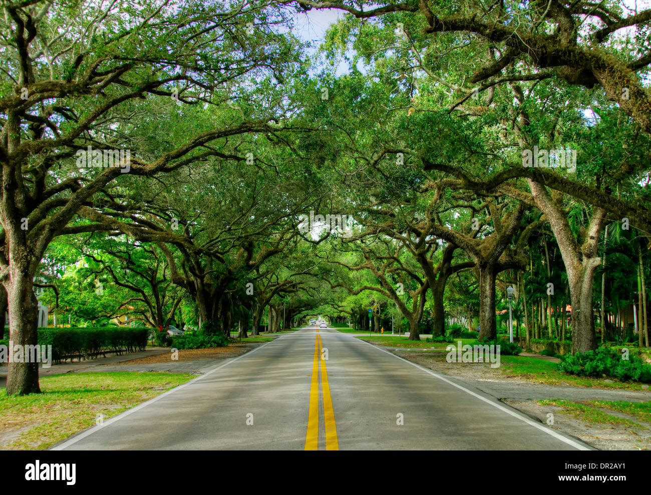 Old Oak Trees along Coral Way in Coral Gables, Florida Stock Photo