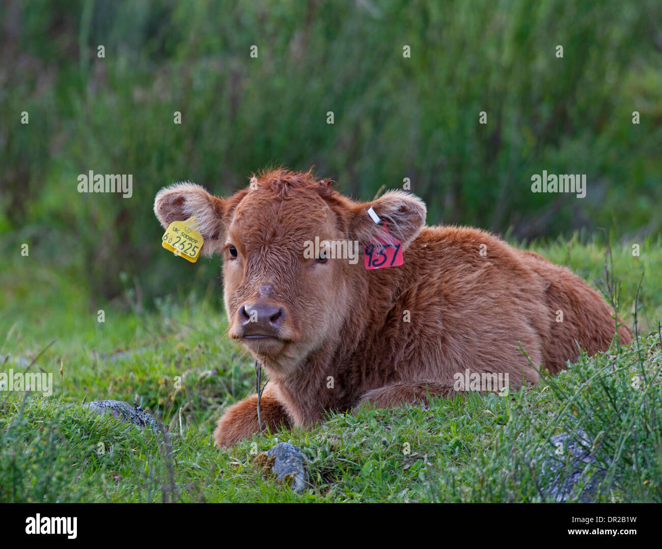A young cow calf with mandatory ear tags for registration Identity. SCO ...