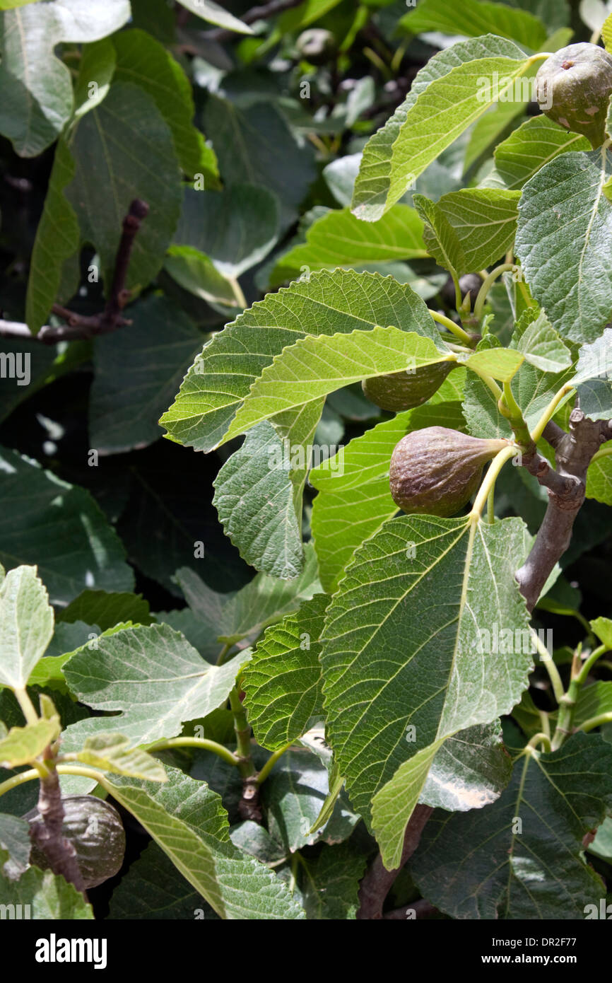 Growing Along Roadside High Resolution Stock Photography and Images - Alamy