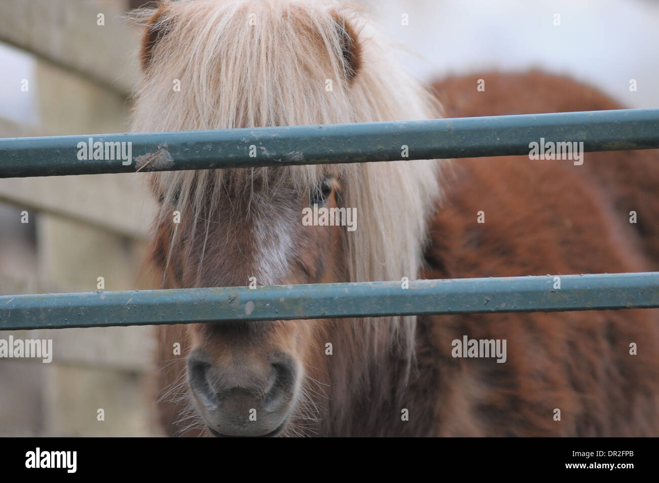 A Shetland pony behind a gate looking at the camera. The mane is in the pony's eyes. Stock Photo