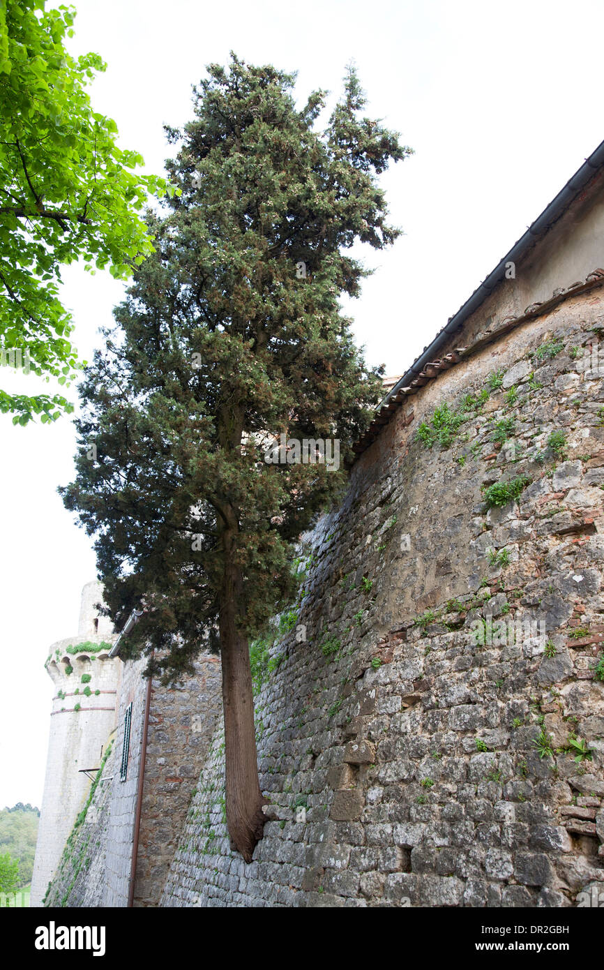 tree grown from a wall, crete senesi, trequanda, province of siena, tuscany, italy, europe Stock Photo