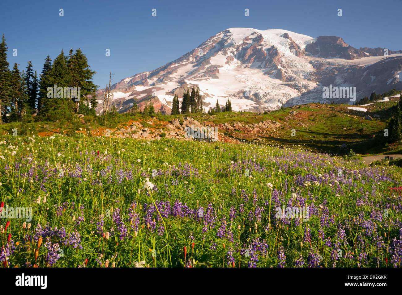 A dramatica and colorful view of Mt. Rainier with wildflowers in full bloom Stock Photo