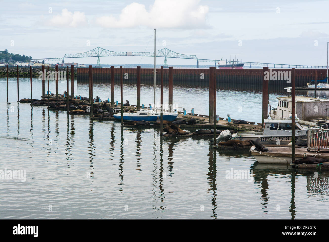 Sea Lions on a dock, Astoria, Oregon, USA Stock Photo Alamy