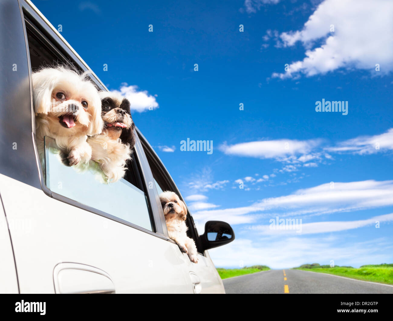 dog family traveling  road trip in the car Stock Photo