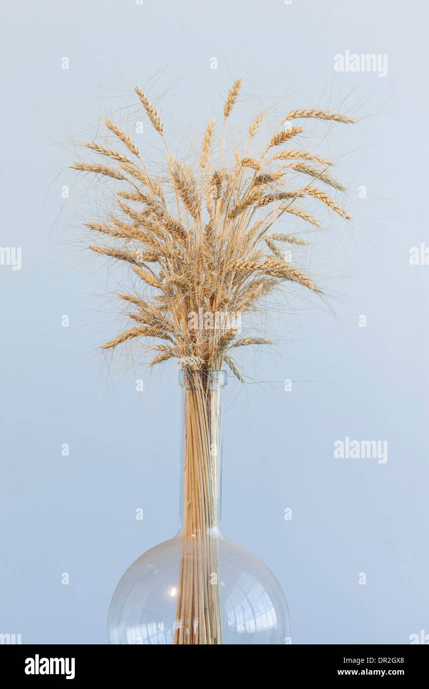 dry wheat in a glass flask on a wooden stand Stock Photo