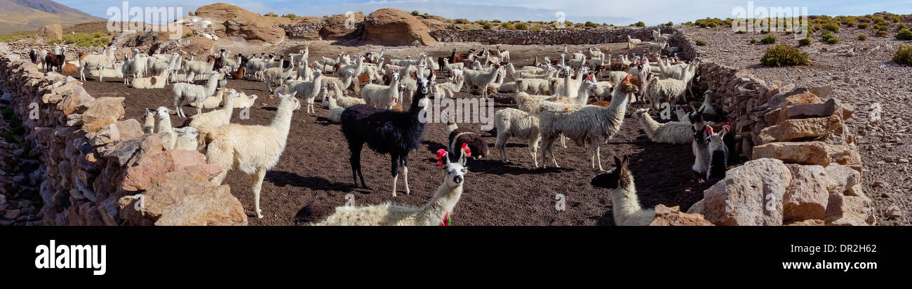 Panoramic image of a herd of black white and brown llamas in a rock wall enclosure in Tahua, Bolivia by the Salar de Uyuni. Stock Photo