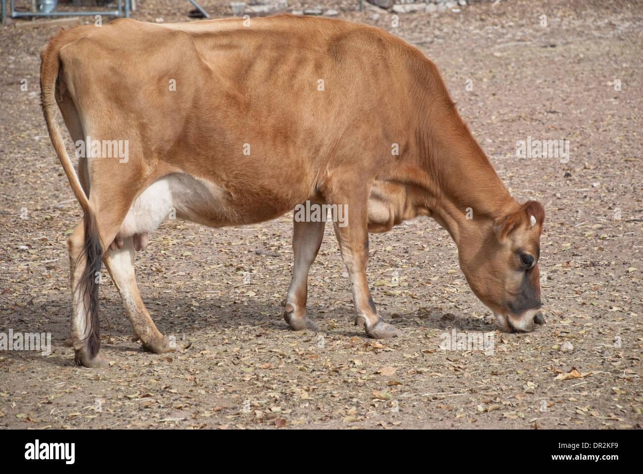 A cow is roaming free at the Los Poblanos Farm in Los Ranchos de Albuquerque. Stock Photo