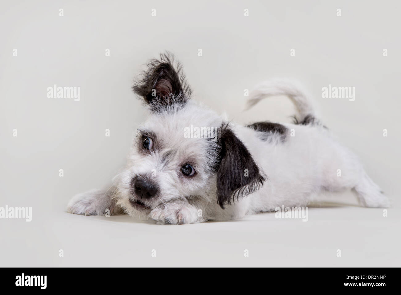 Playful terrier puppy on light grey studio backdrop. Stock Photo