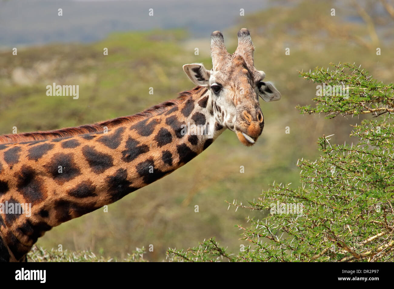 Portrait of a Masai giraffe (Giraffa camelopardalis tippelskirchi), Kenya Stock Photo