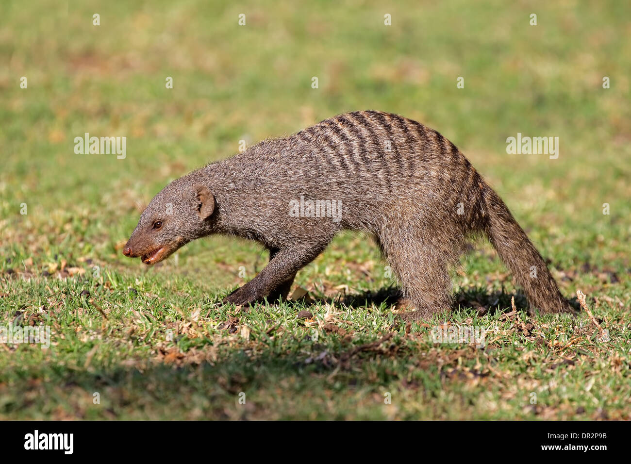 Banded mongoose (Mungos mungo), southern Africa Stock Photo