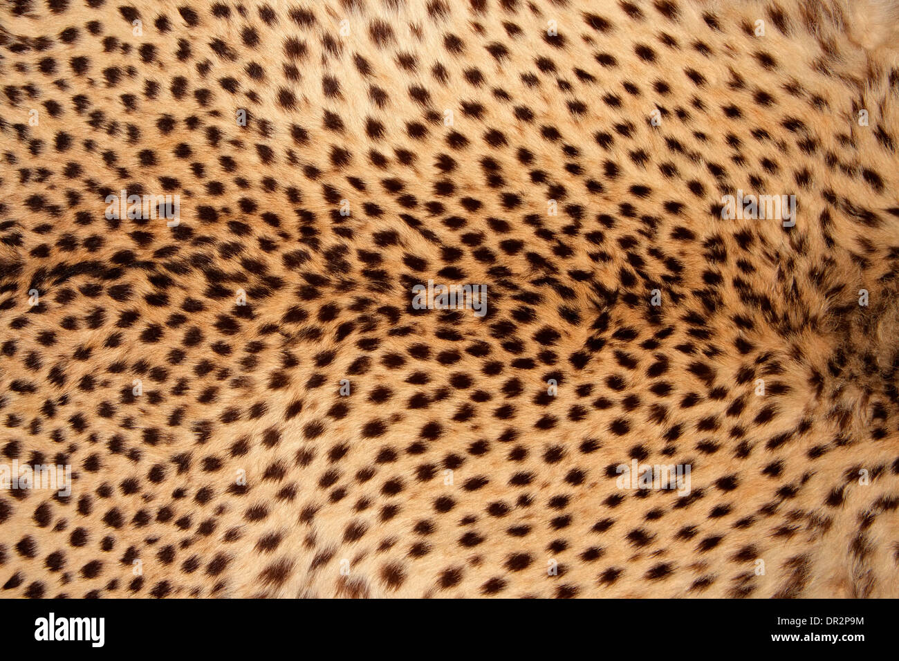 Close-up view of the skin of a cheetah (Acinonyx jubatus) Stock Photo
