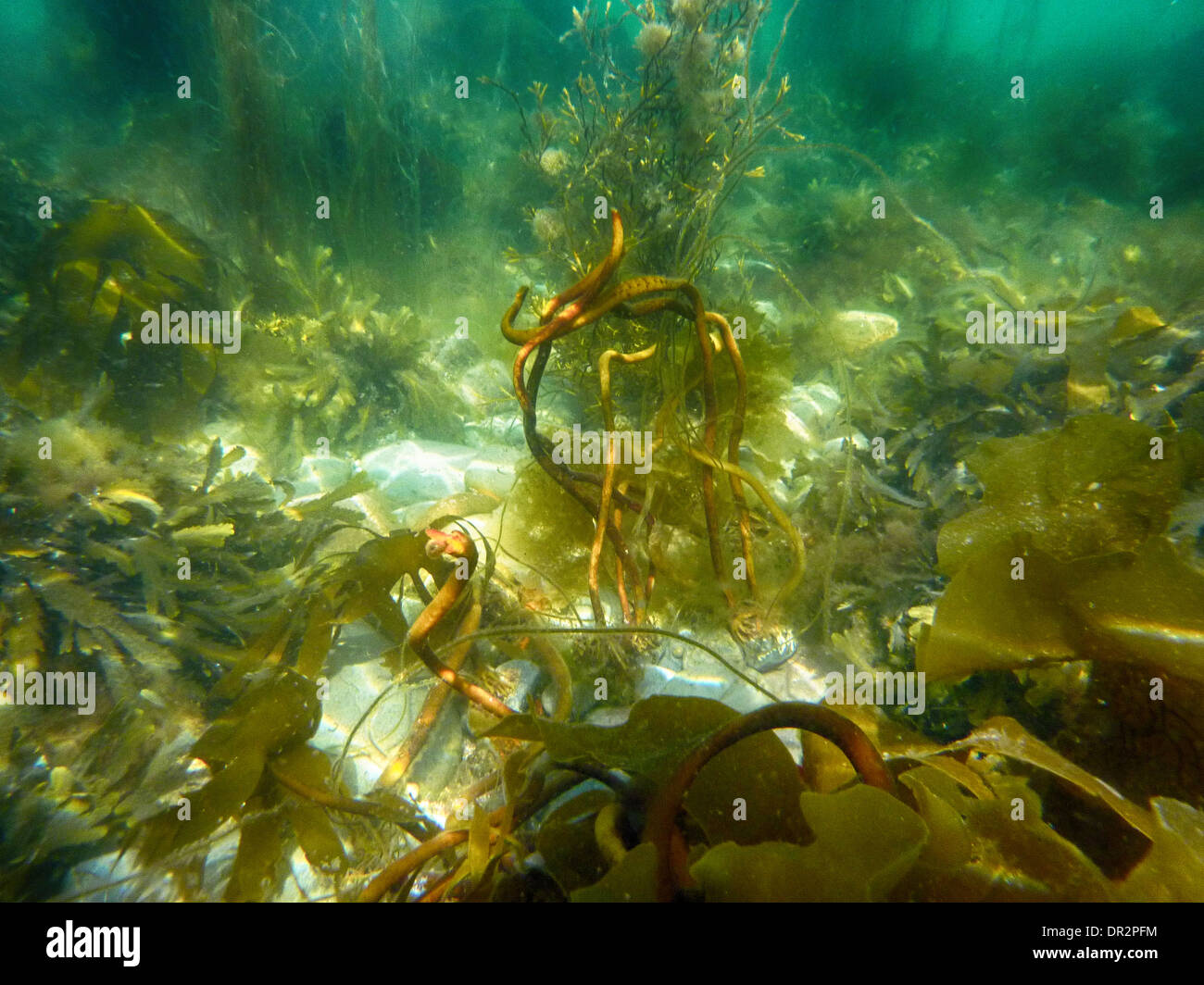 Sea life seaweed kelp forest scotland hires stock photography and