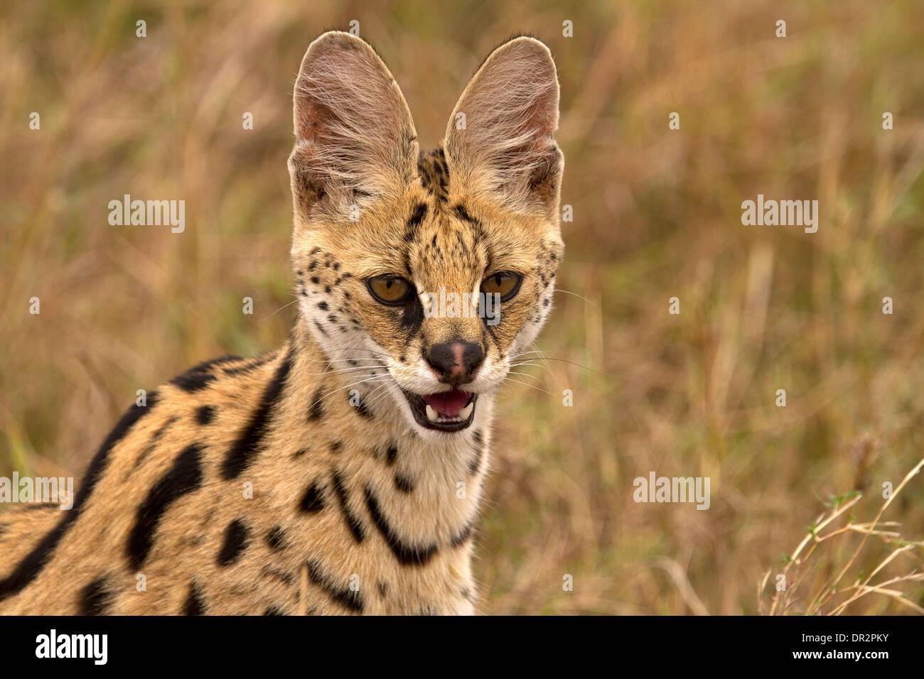Serval cat, Leptailurus serval resting Stock Photo Alamy