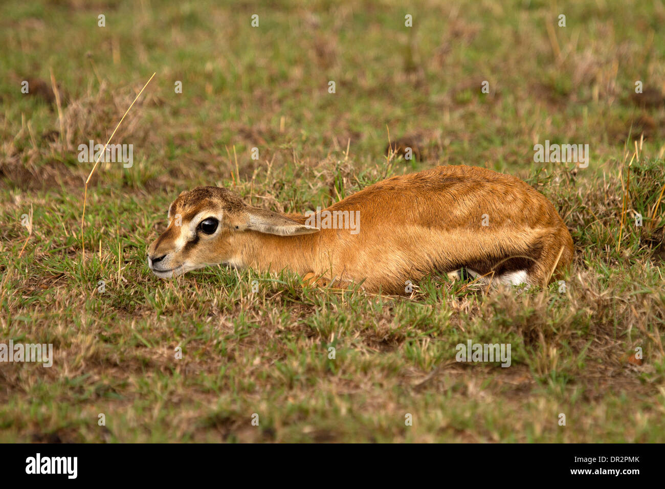 Baby Thomson's gazelle, Eudorcas thomsonii hiding in the short grass Stock Photo