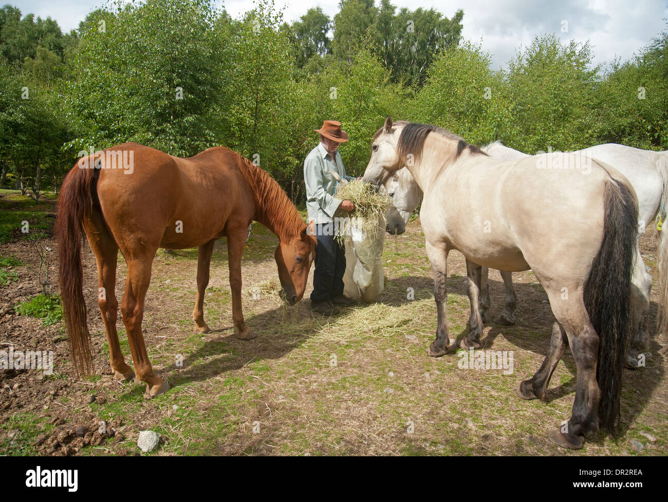 Feeding a small group of ponies fibrebased diet of grass Aviemore