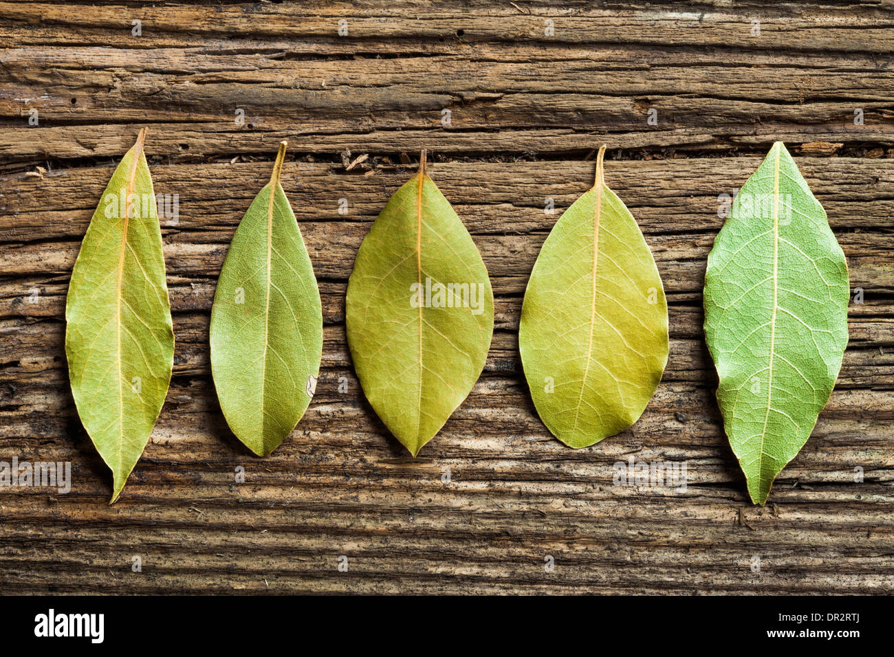 Листья лавра. Листья лавра благородного. Лист вишни ферментированный. Лист лавровишни. Prunus lusitanica 'angustifolia'.