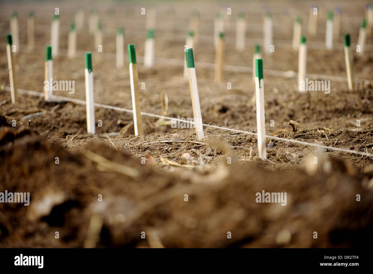 Wooden stakes for supporting tree saplings growing Stock Photo