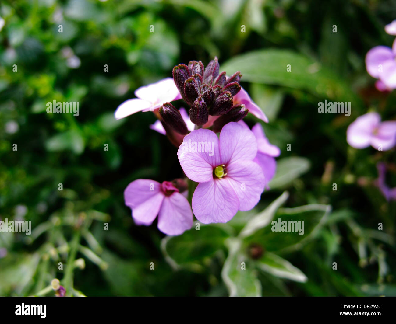 An image of a garden flower erysimum - Bowles Mauve Stock Photo