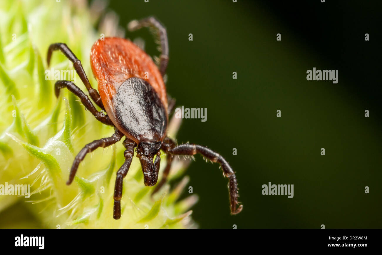 Red tick bug hi-res stock photography and images - Alamy