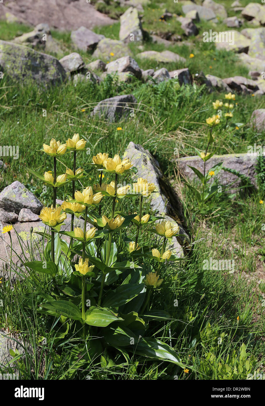 Gentiana punctata L, genziana punteggiata plant. Trentino. Italian Alps. Europe. Stock Photo