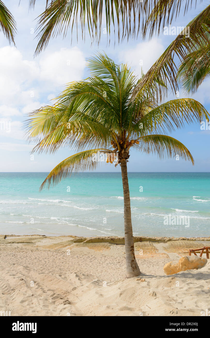 Karibik Strand mit Palmen, Caribbean beach with palms Stock Photo
