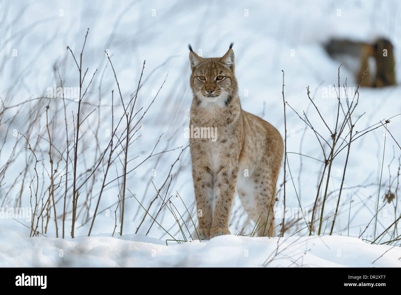 Eurasischer Luchs ,Lynx lynx, eurasian lynx Stock Photo - Alamy