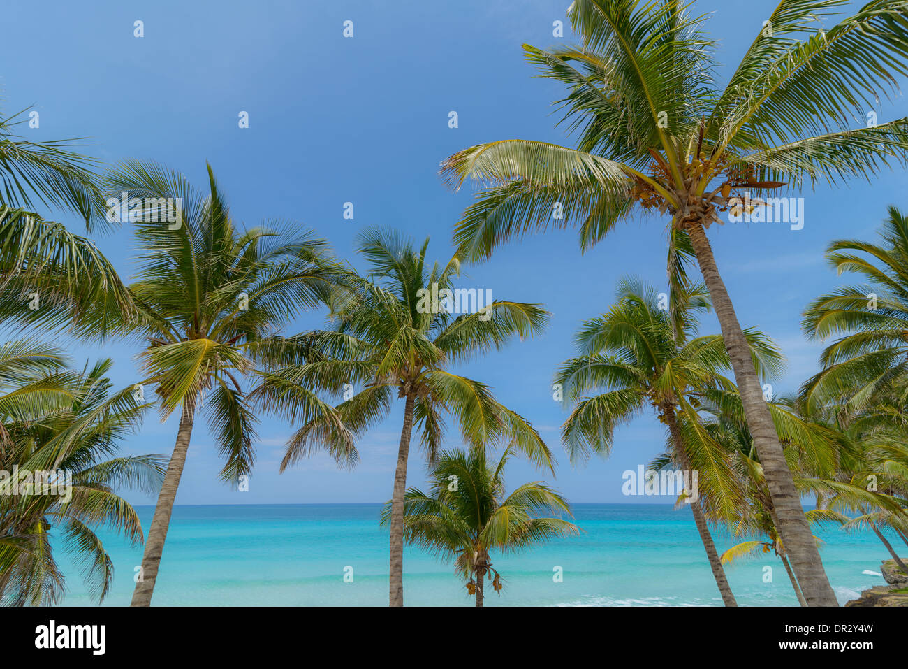 Karibik Strand mit Palmen, Caribbean beach with palms Stock Photo