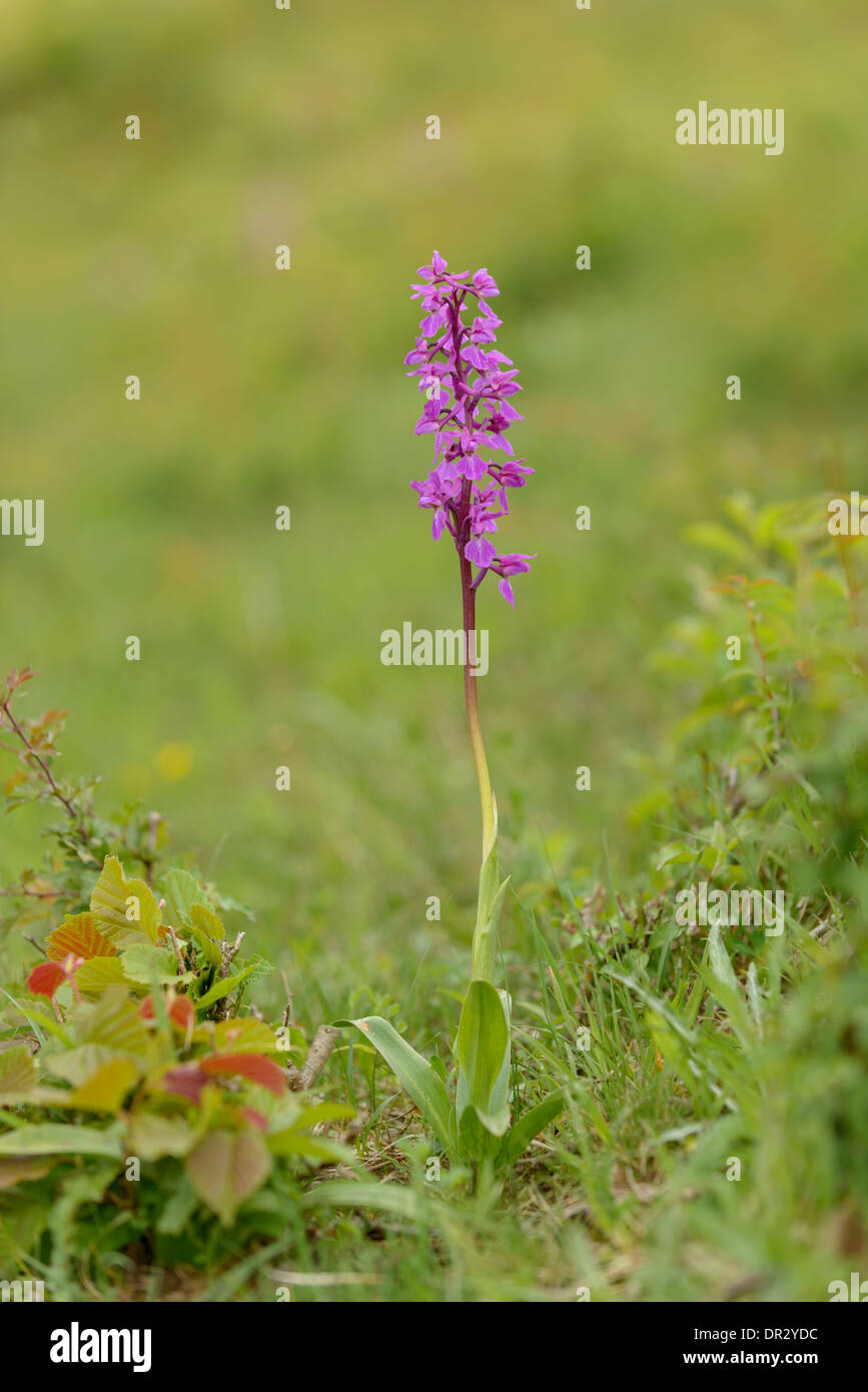 Maennliches Knabenkraut, Orchis mascula, Early purple orchid Stock Photo