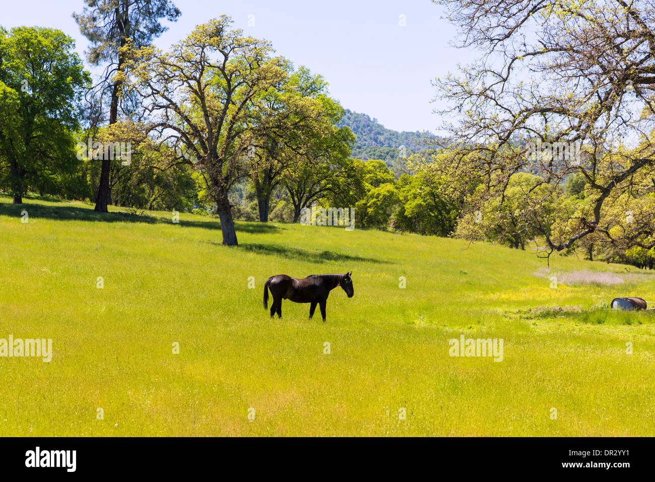 Dark horse in California meadows grasslands USA Stock Photo Alamy