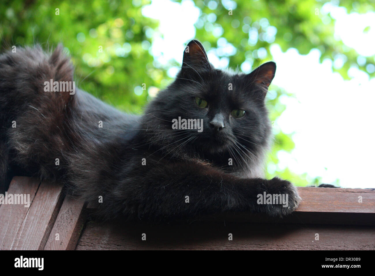 Handsome long haired black cat Stock Photo Alamy