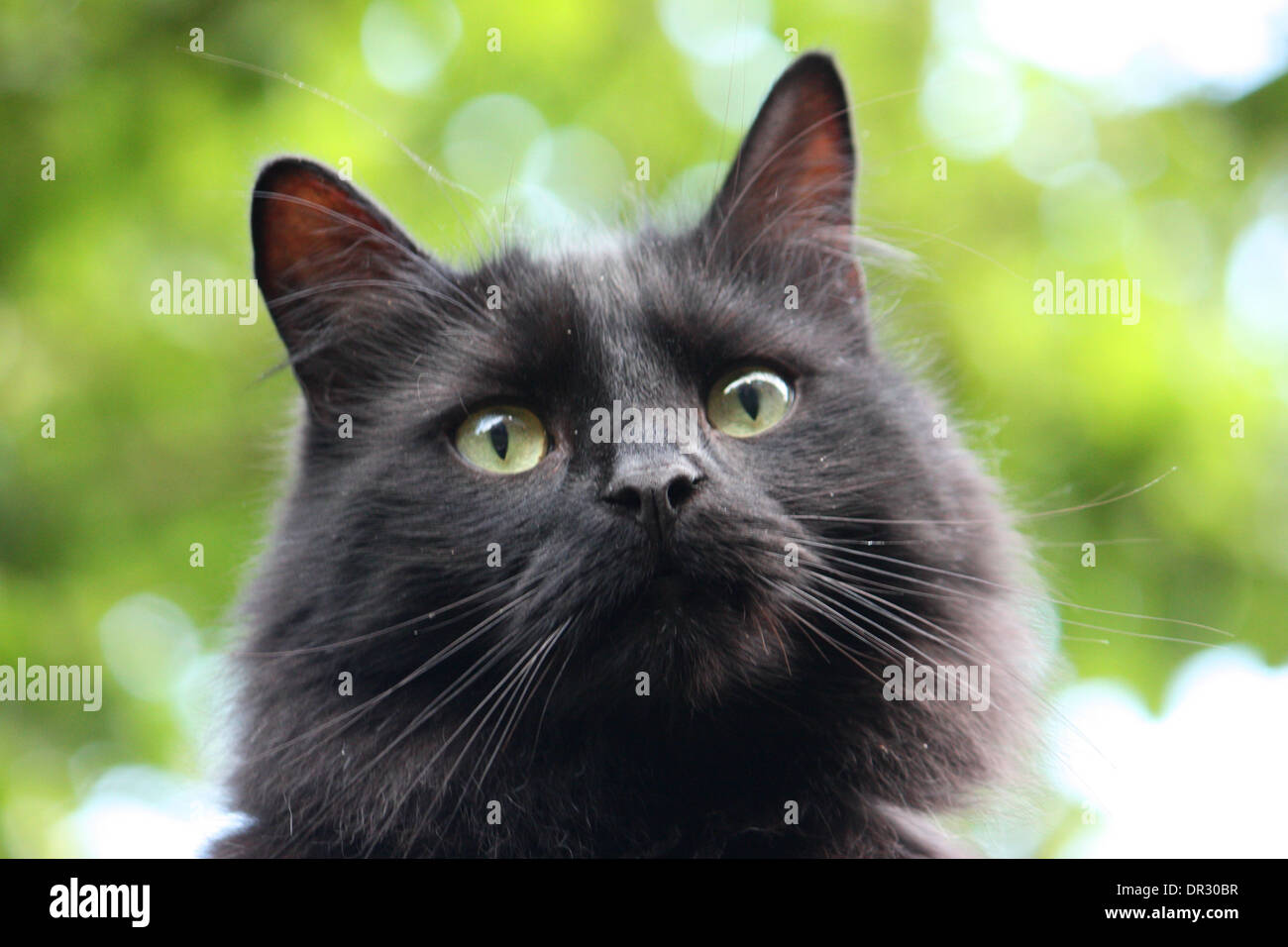 Handsome long haired black cat Stock Photo Alamy
