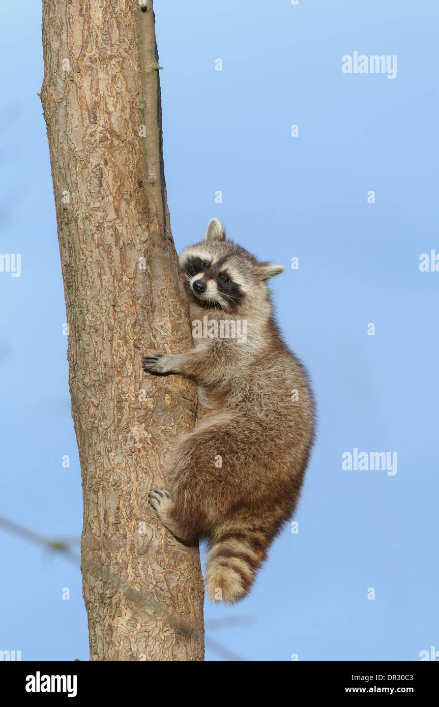 Waschbaer, Procyon lotor, Raccoon Stock Photo