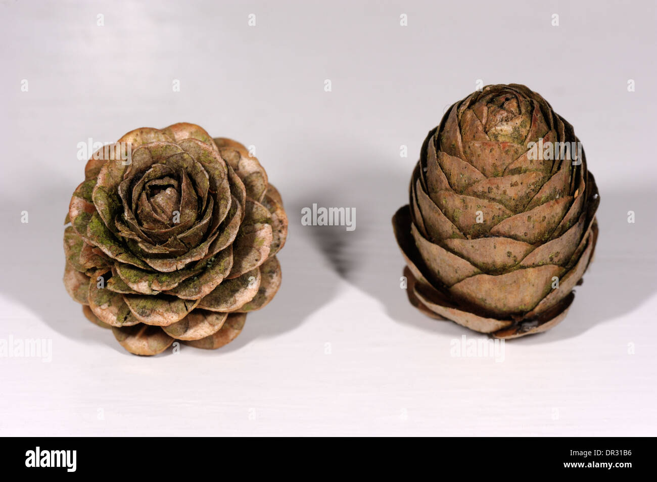 Larch cones, Larix decidua and Larix kaempferi, European and Japanese Larches Stock Photo