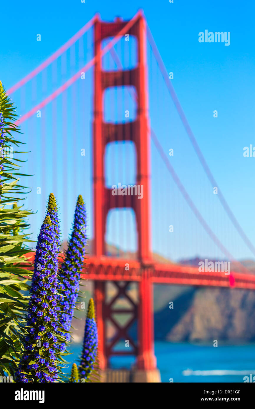 Golden Gate Bridge San Francisco purple flowers Echium candicans in California Stock Photo