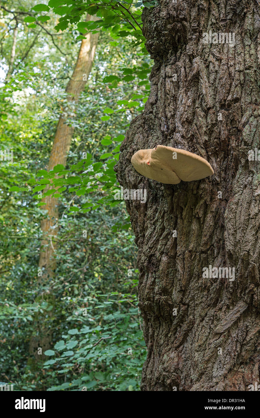 Beefsteak Fungus: Fistulina hepatica. On Common Oak tree. Surrey, England. Stock Photo
