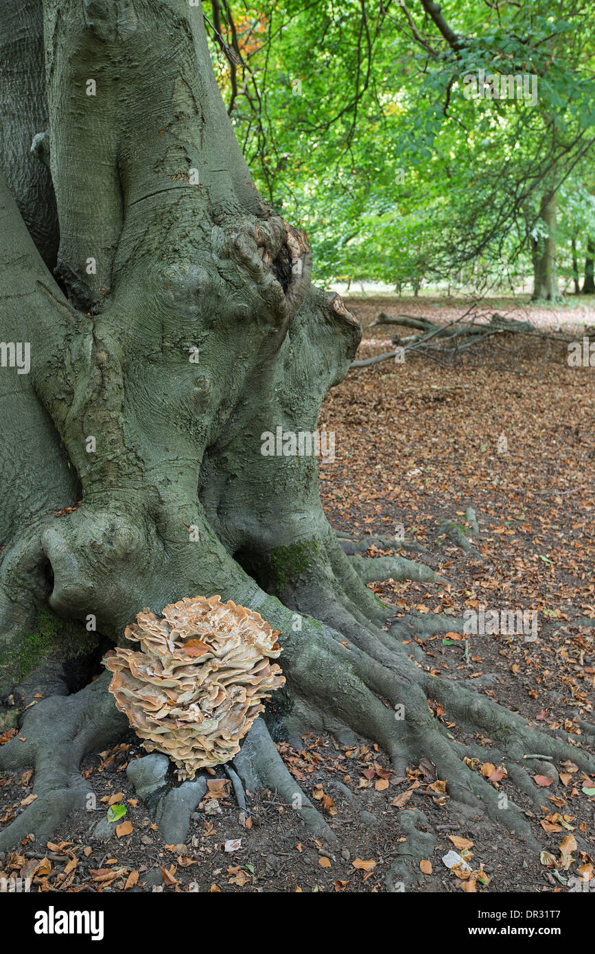 Giant Polypore: Meripilus giganteus. At base of Beech tree. Surrey, England. Stock Photo