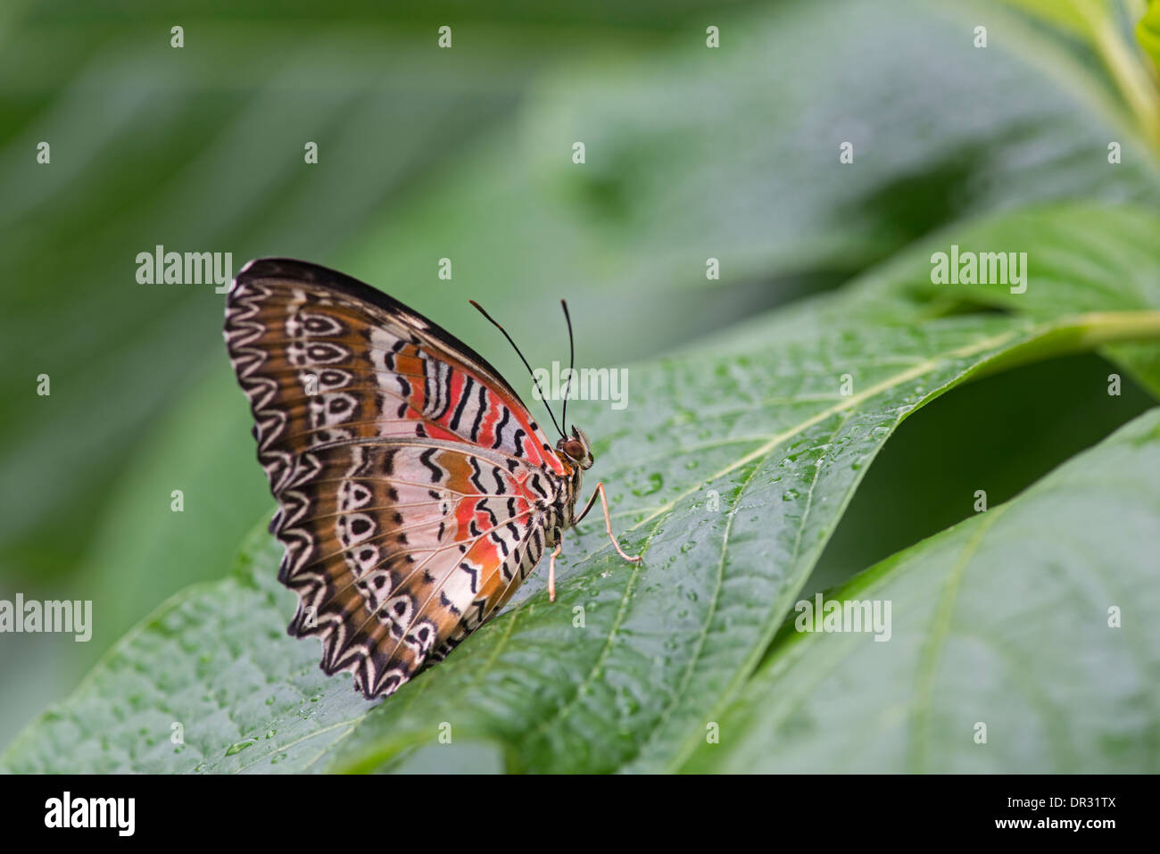 Malay Lacewing butterfly: Cethosa biblis. Underside of wing Stock Photo