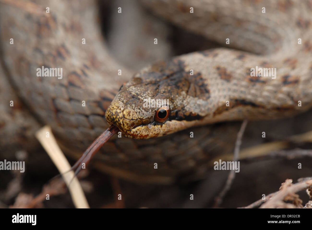Smooth snake (Coronella austriaca). Tongue flick Stock Photo